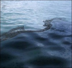 Черное море покрывается пленкой Черное море покрывается пленкой